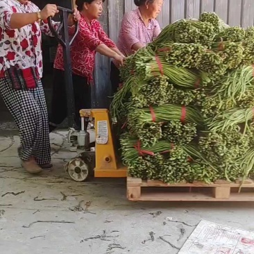 豇豆大量上市产地直供，一手货源，对接商超、加工厂