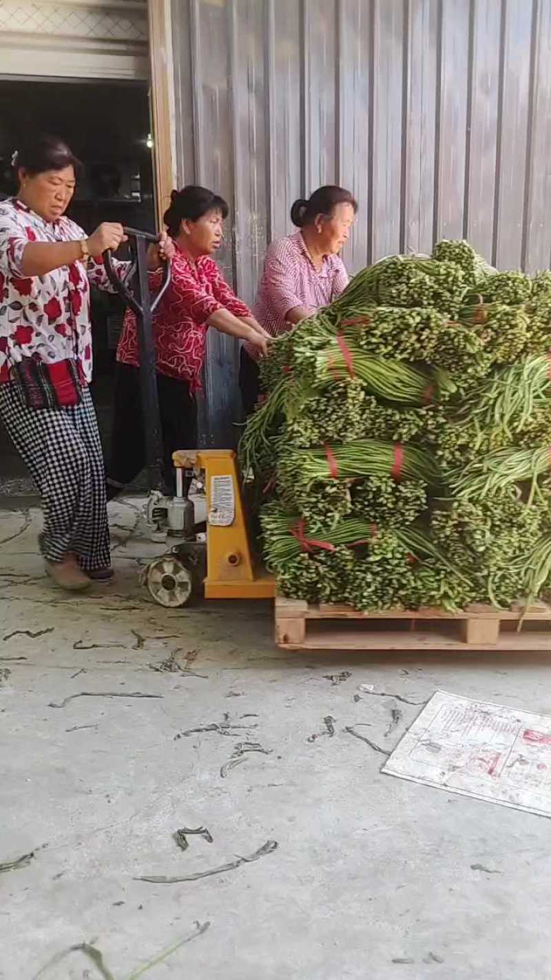 豇豆大量上市产地直供，一手货源，对接商超、加工厂