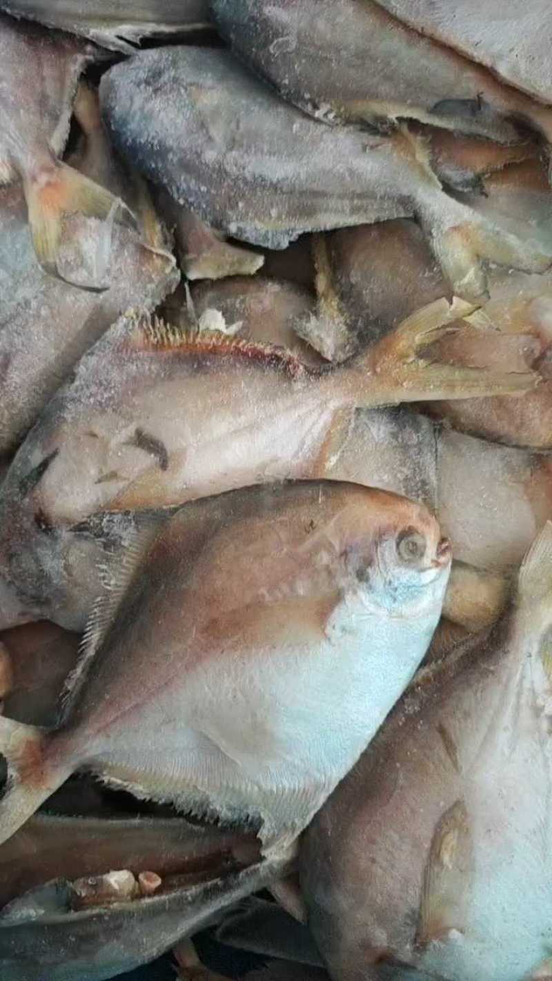 白鲳鱼