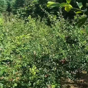芙蓉李