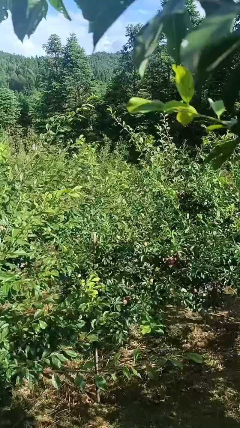 芙蓉李