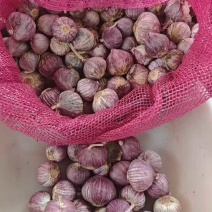 【推荐】高原红皮、紫皮大蒜精品独头蒜大量上市货源充足