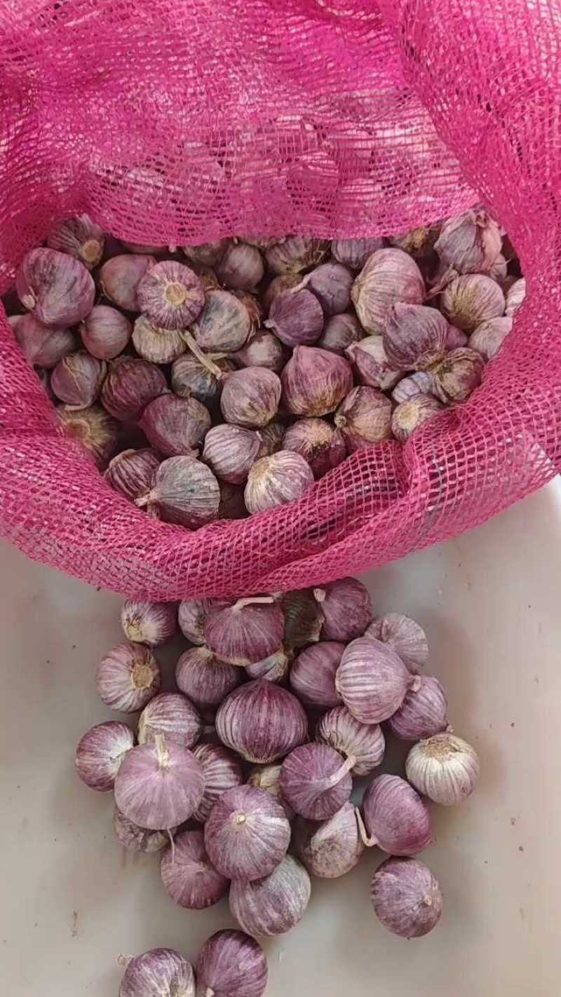 【推荐】高原红皮、紫皮大蒜精品独头蒜大量上市货源充足