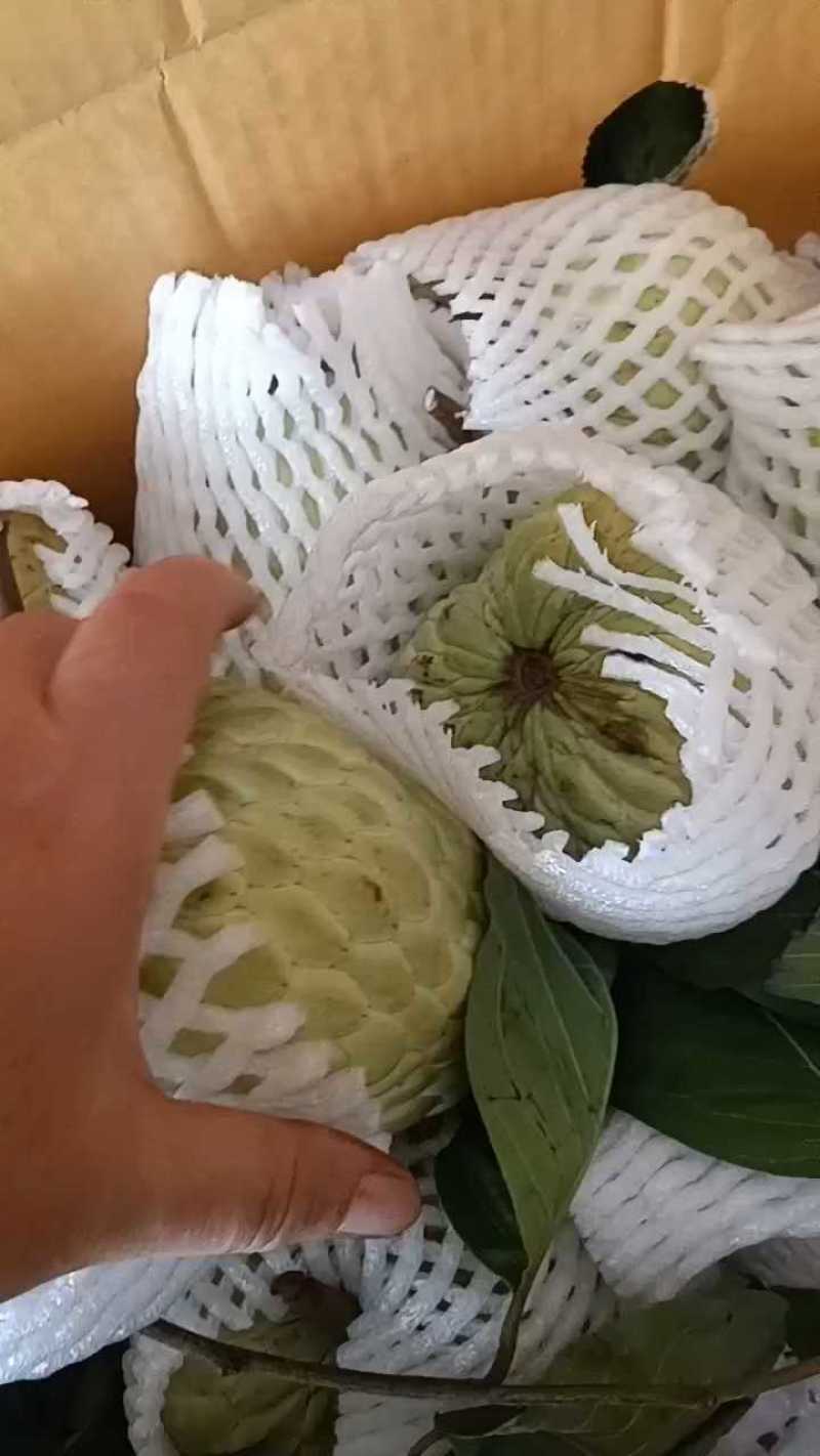 大目释迦果[顺丰包邮]新鲜释迦果林檎番荔枝佛头果