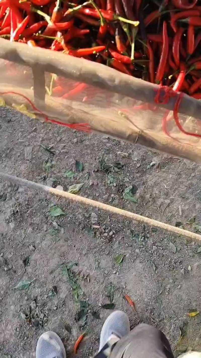 山东菏泽小米辣产地直发，量大从优，还有来电。