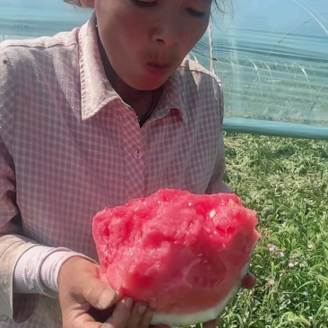陕西麒麟西瓜,物美价廉,糖度13+质量保证,重的是诚信