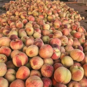 早生毛桃大量上市，产地直发全国市场，保质保量