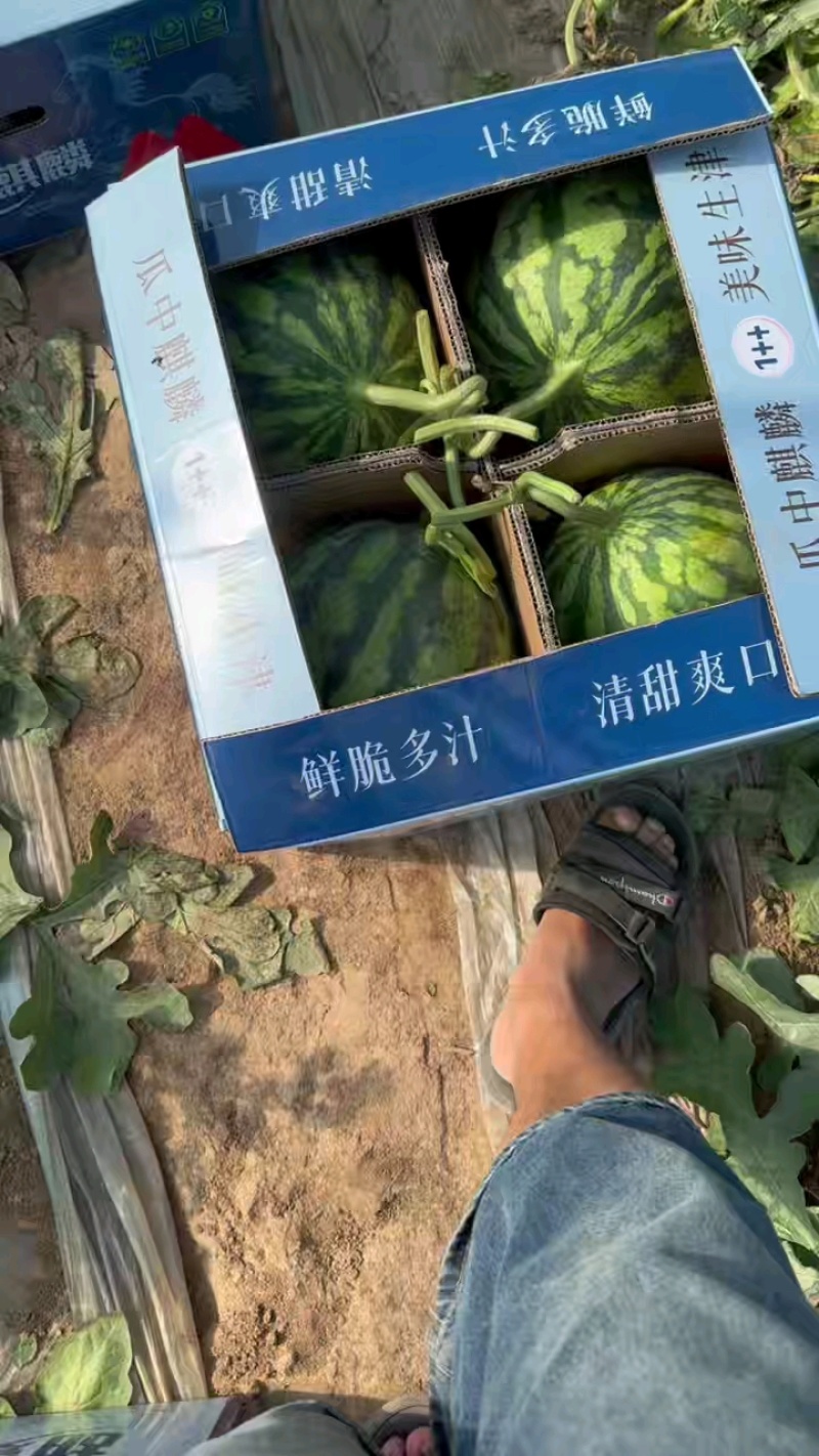 无籽美都打包中，大粗把邦邦响产量不低