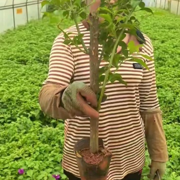 云南三角梅紫花三角梅盆栽整体高度带花带土发货规格齐全