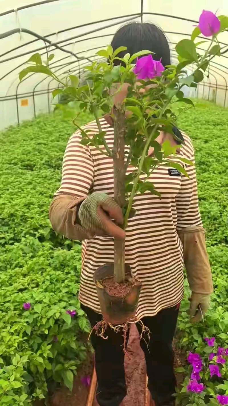 云南三角梅紫花三角梅盆栽整体高度带花带土发货规格齐全