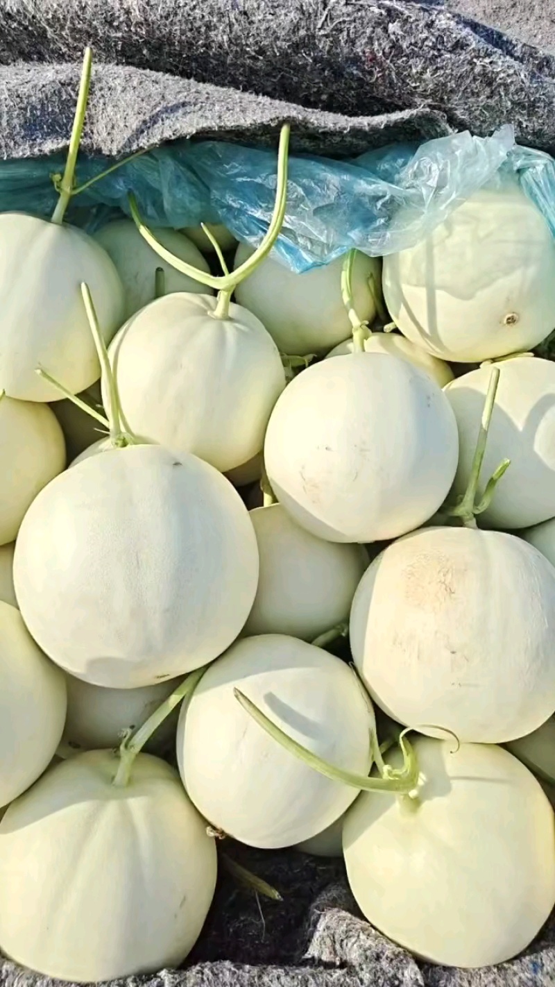 山东莘县产地，玉菇甜瓜口感软糯香甜适合老人孩子的
