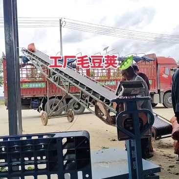 王家坝翠绿宝毛豆大板型毛豆大量上市产地一手货源诚信代办