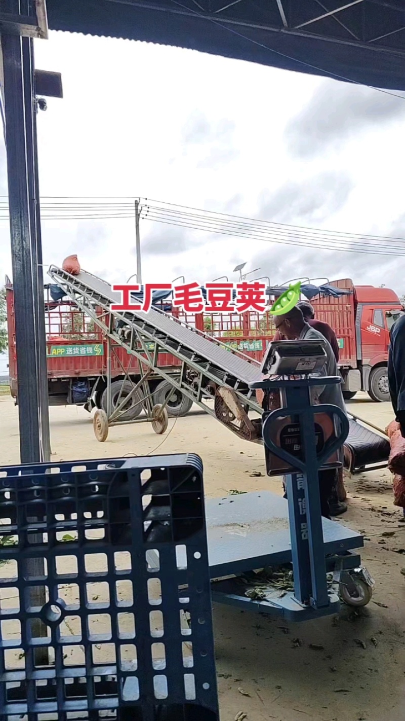 王家坝翠绿宝毛豆大板型毛豆大量上市产地一手货源诚信代办
