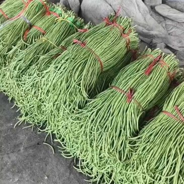 山东精品青条豆角大量上市,长度60~80。一收货源,