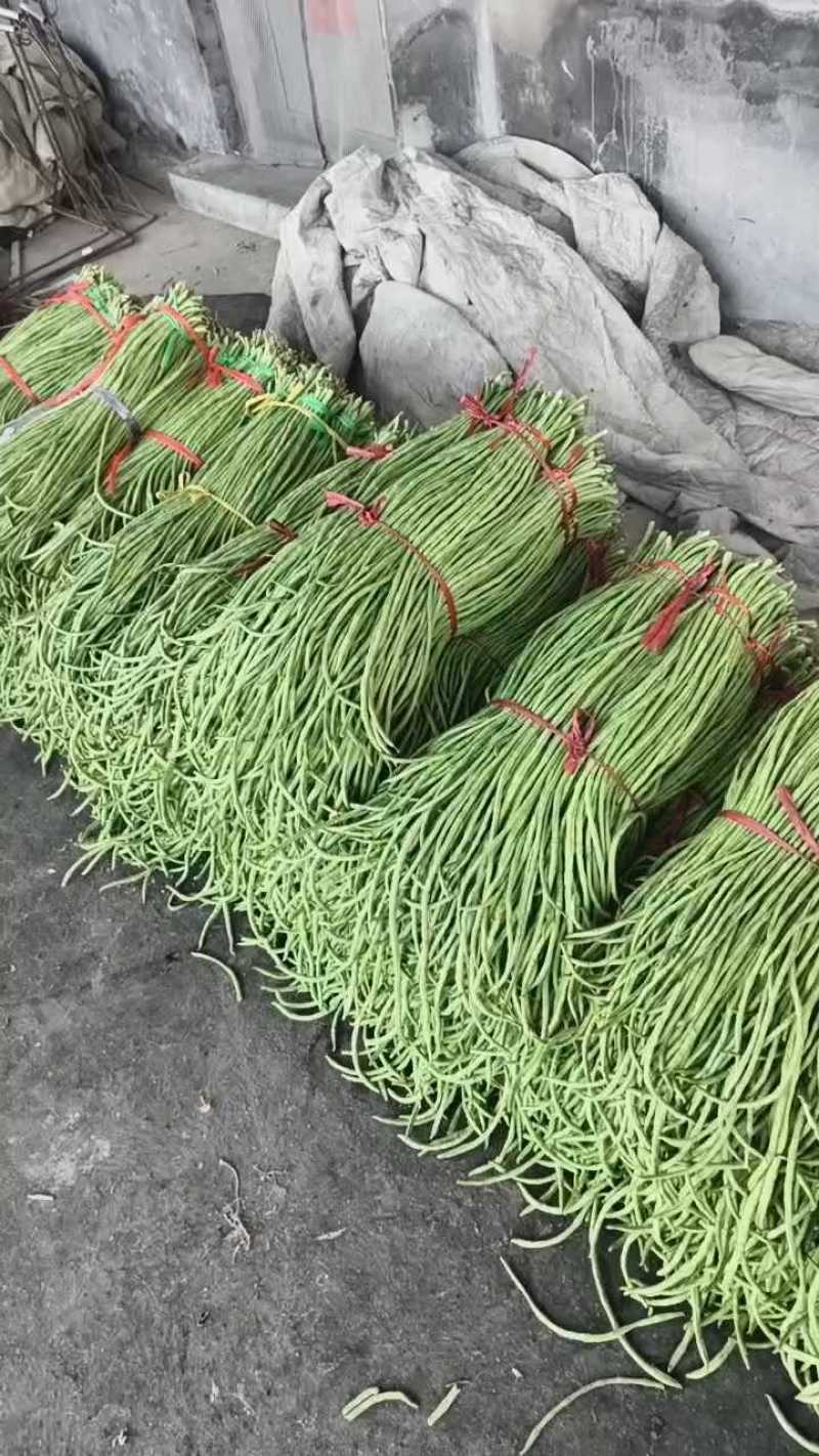 山东精品青条豆角大量上市，长度60~80。一收货源，