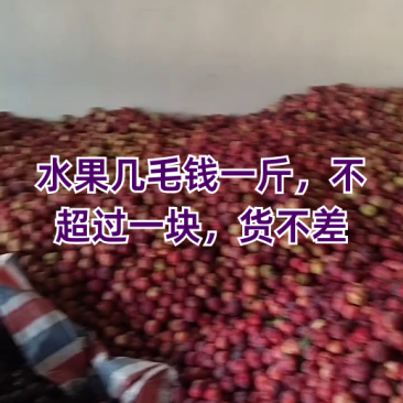 湖北随州八宝丹李子货源充足量大价优保质保量欢迎电联