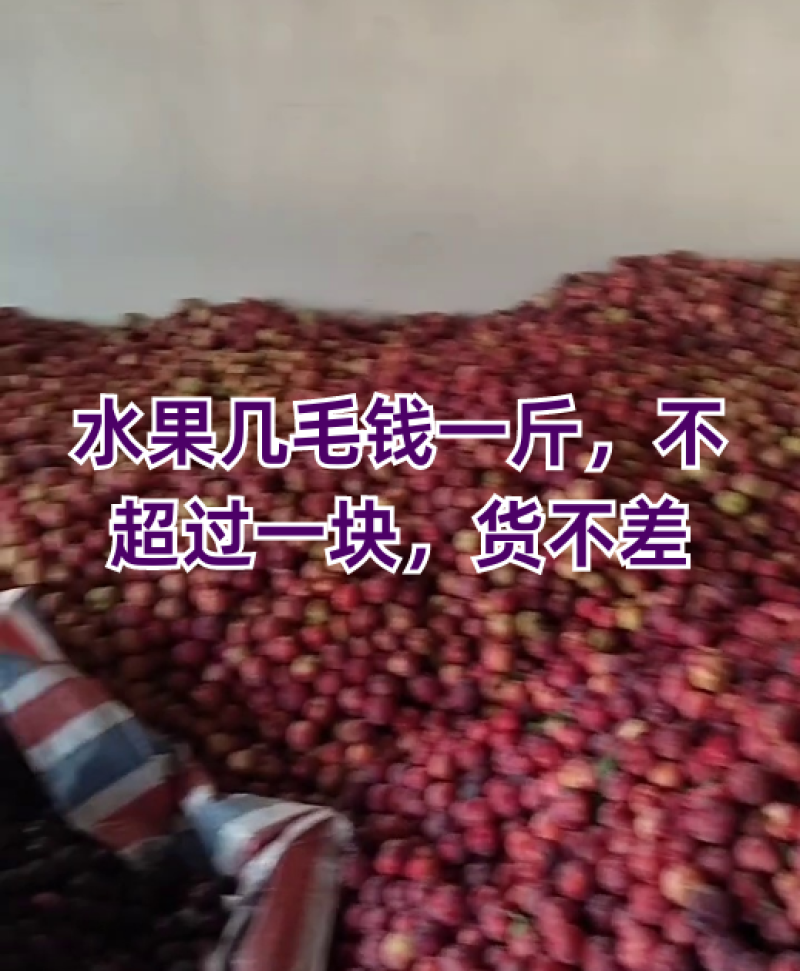 湖北随州八宝丹李子货源充足量大价优保质保量欢迎电联