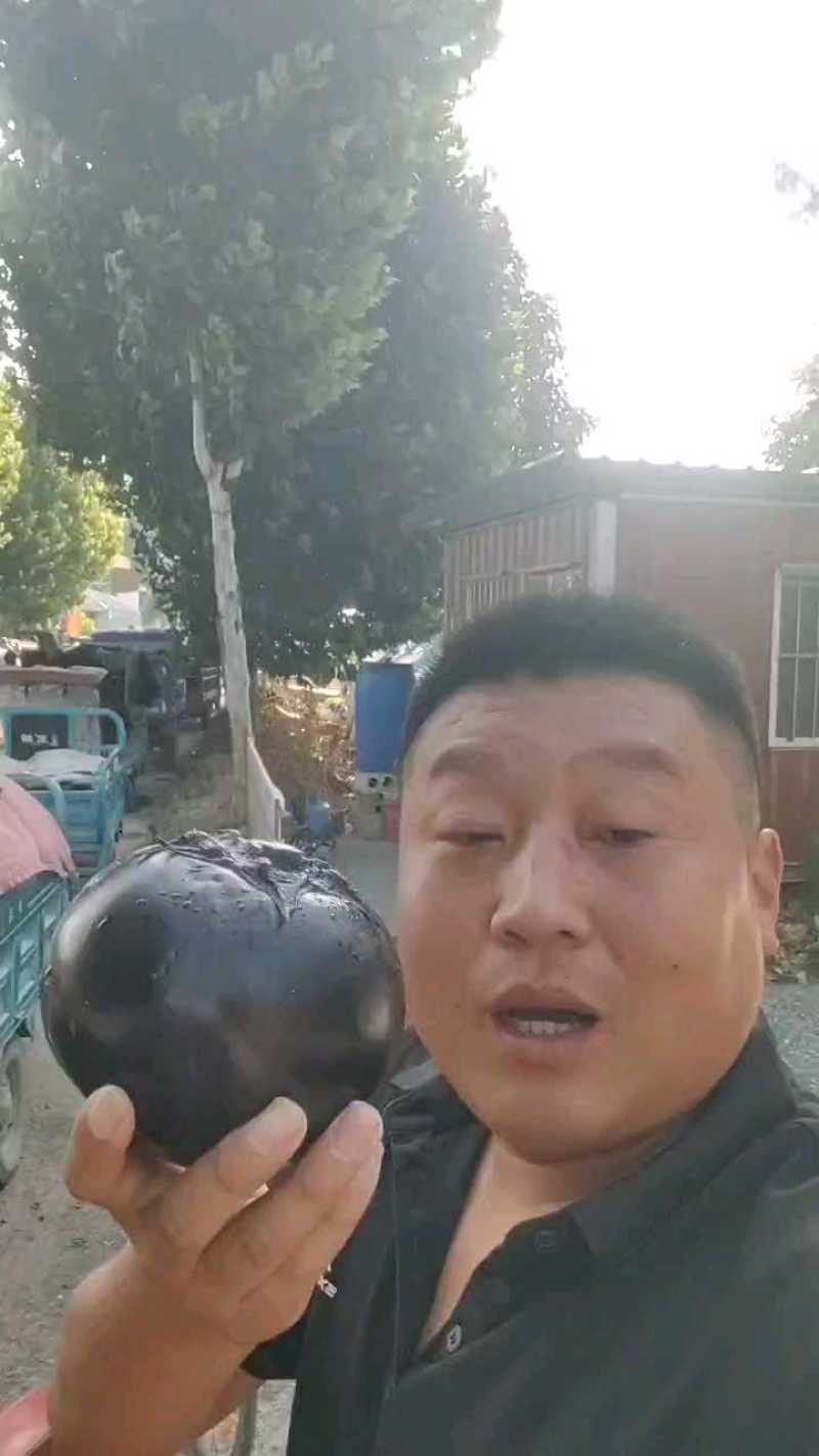【茄子】聊城紫光圆茄，产地现货，产品保质保量欢迎选购