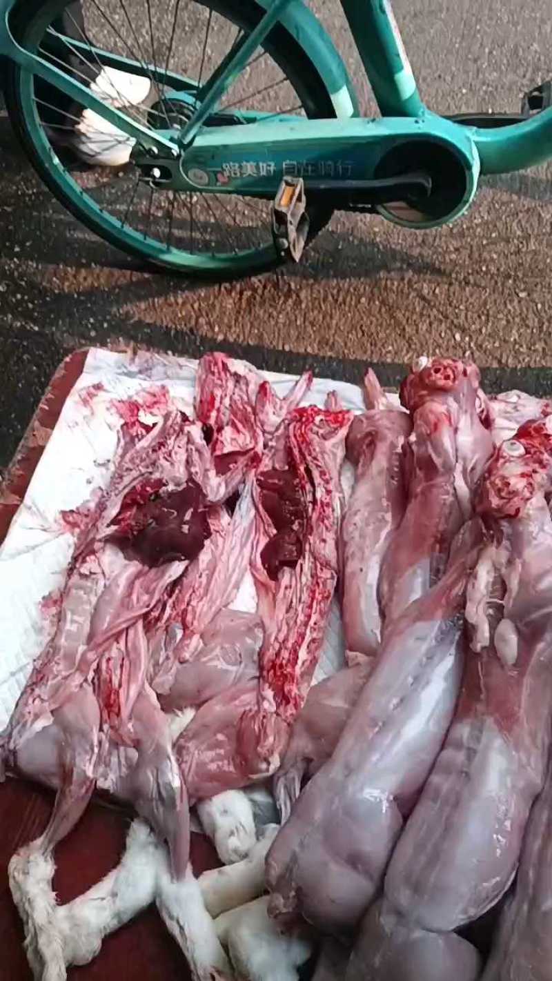 新鲜现杀兔子，批发价，可发冷链