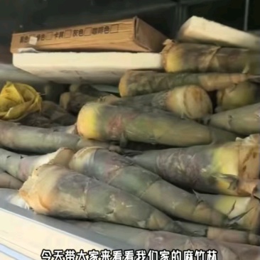 广西麻竹笋大量上市基地直发现挖现发对接全国一条龙服务