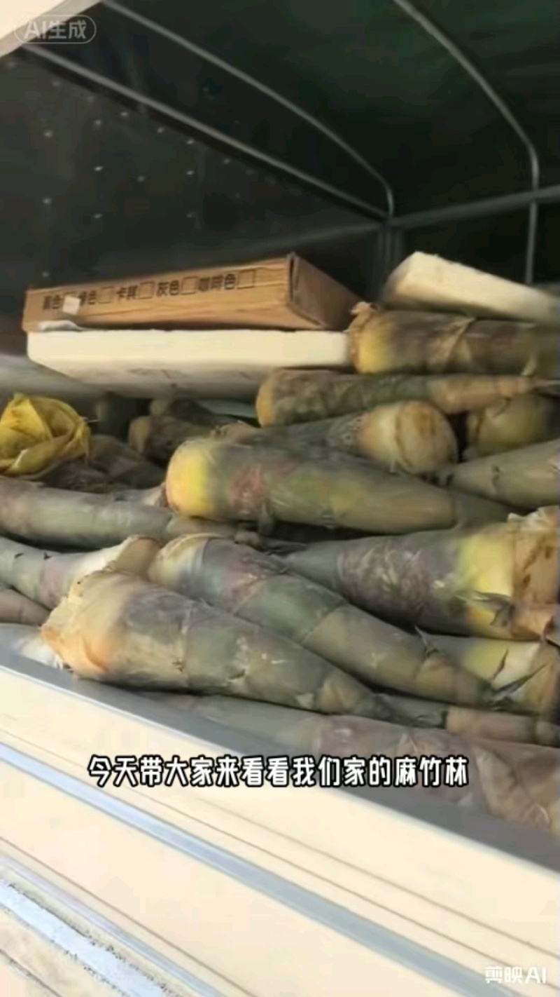 广西麻竹笋大量上市基地直发现挖现发对接全国一条龙服务