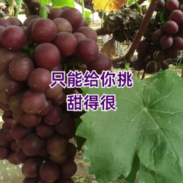 只能给你挑，甜得很，留的都甜