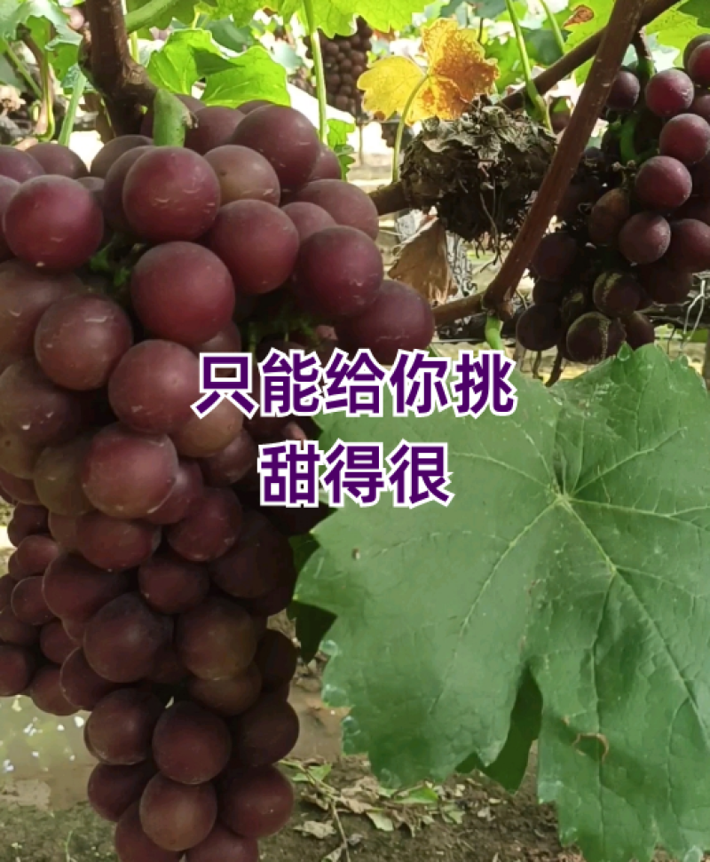 只能给你挑，甜得很，留的都甜