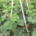 【推荐】精品密刺黄瓜保质保量产地直供价格可谈