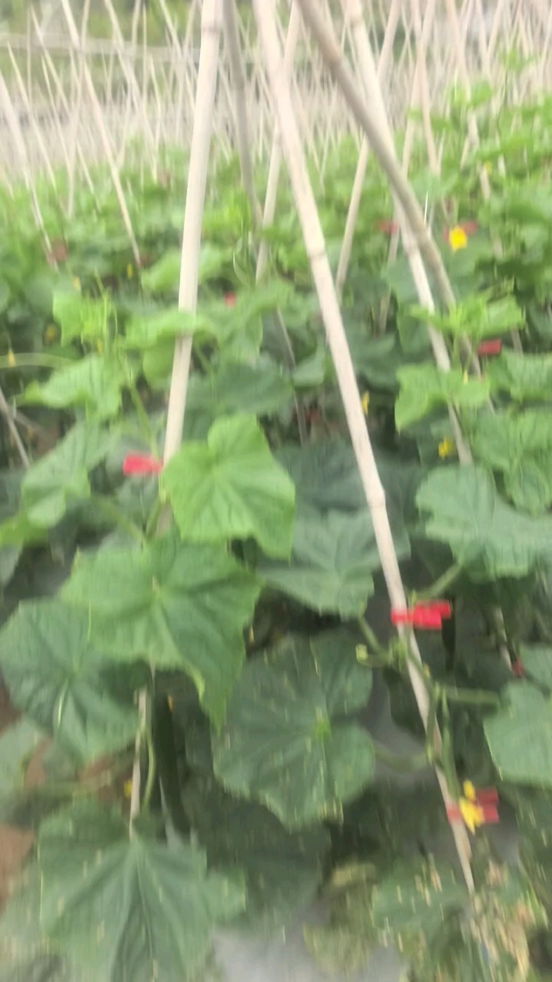 【推荐】精品密刺黄瓜保质保量产地直供价格可谈
