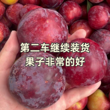 李子，味帝李，澳洲红，大宝石，五月脆，八宝丹李等