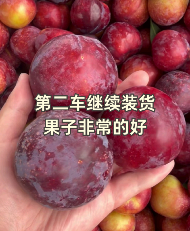 李子，味帝李，澳洲红，大宝石，五月脆，八宝丹李等