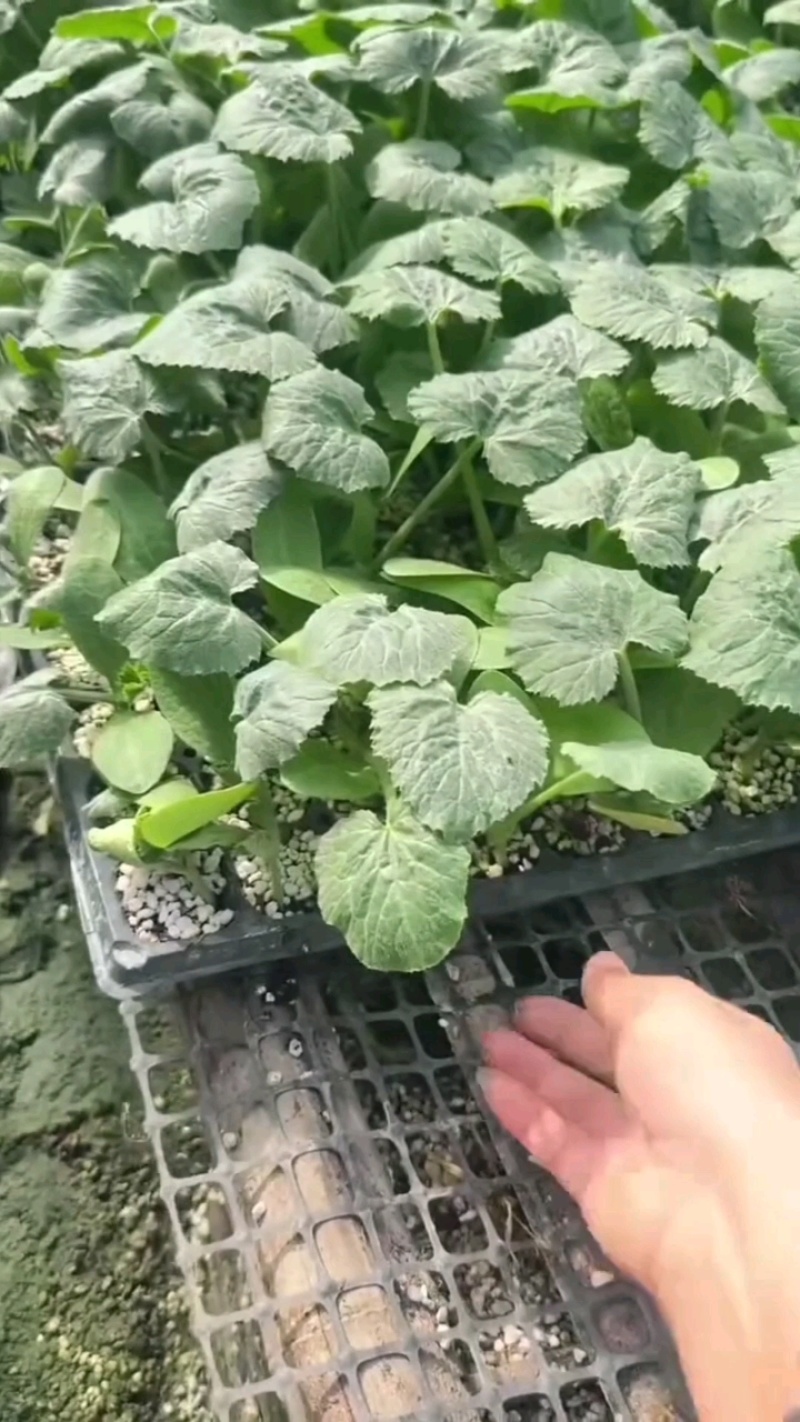 绿皮西葫芦苗法拉利西葫芦苗法拉帝绿盛西葫芦嫁接苗包回收