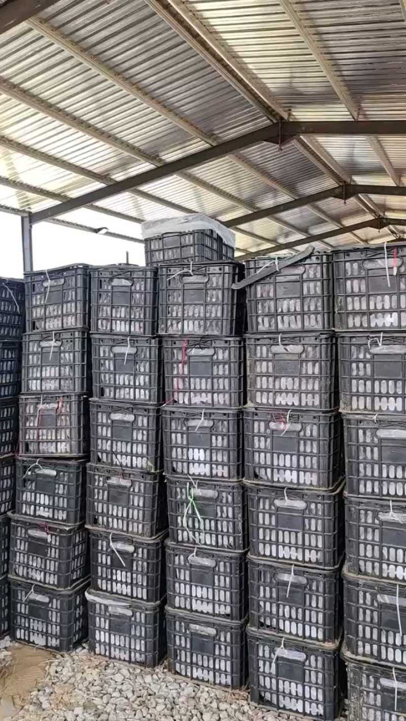 榴莲蜜薯小薯卸车中，大量现货
