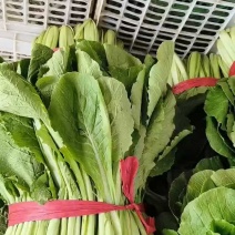小白菜产地，专业供应大型超市和走市场批发的客户