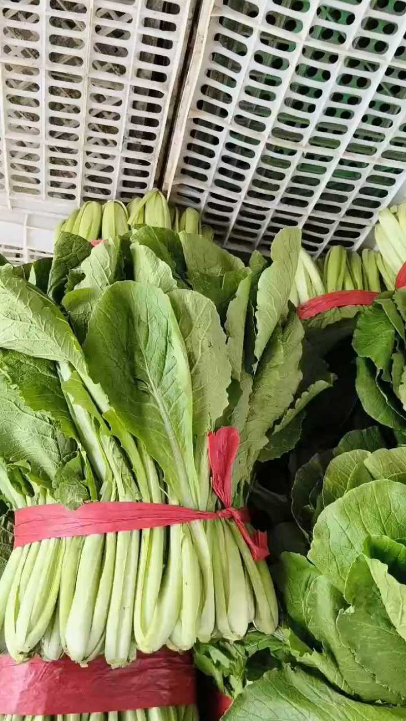 小白菜产地，专业供应大型超市和走市场批发的客户