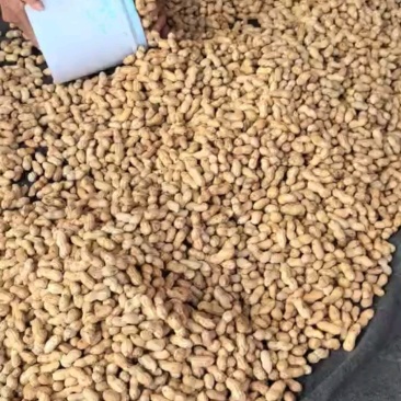大果大果，质量非常好