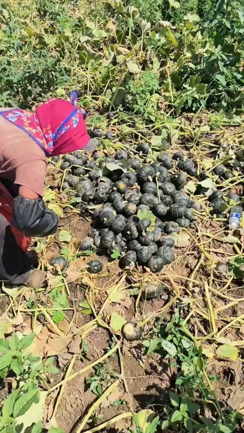 贝贝南瓜小南瓜口感好价格实惠运输便利欢迎电联量大价优品质