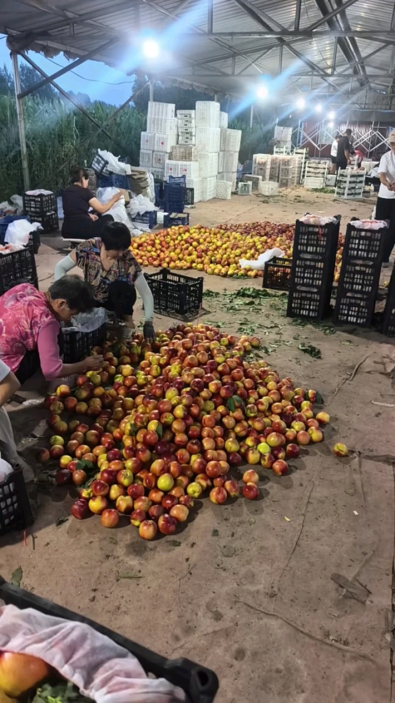 【热卖】9602油桃基地，供应全国市场，接电商、团购等