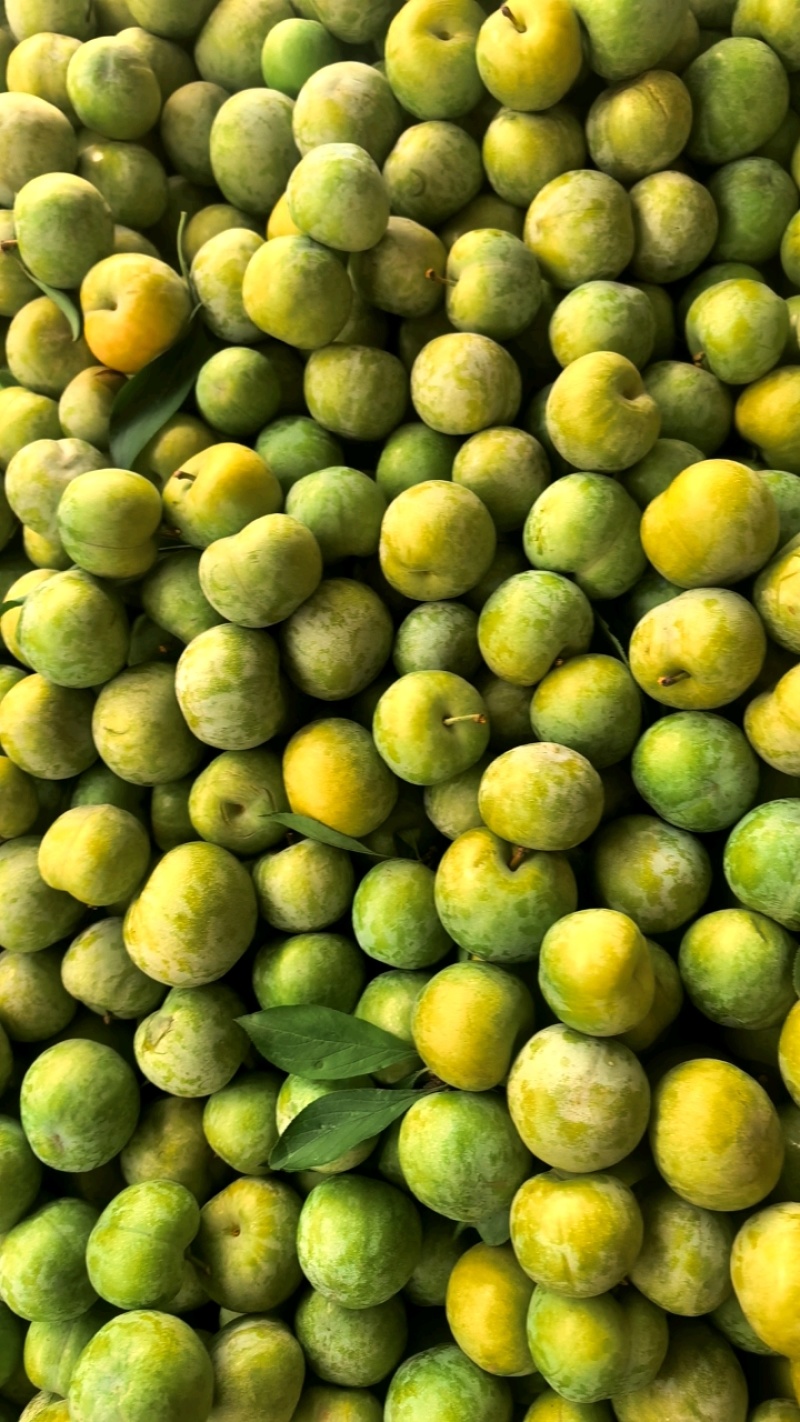 五月脆清脆脱骨李湖北产区产地直供电商社区市场大量供应