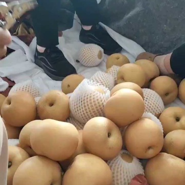 砀山蜜梨大量上市，糖度13价格不高