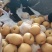 砀山蜜梨大量上市，糖度13价格不高