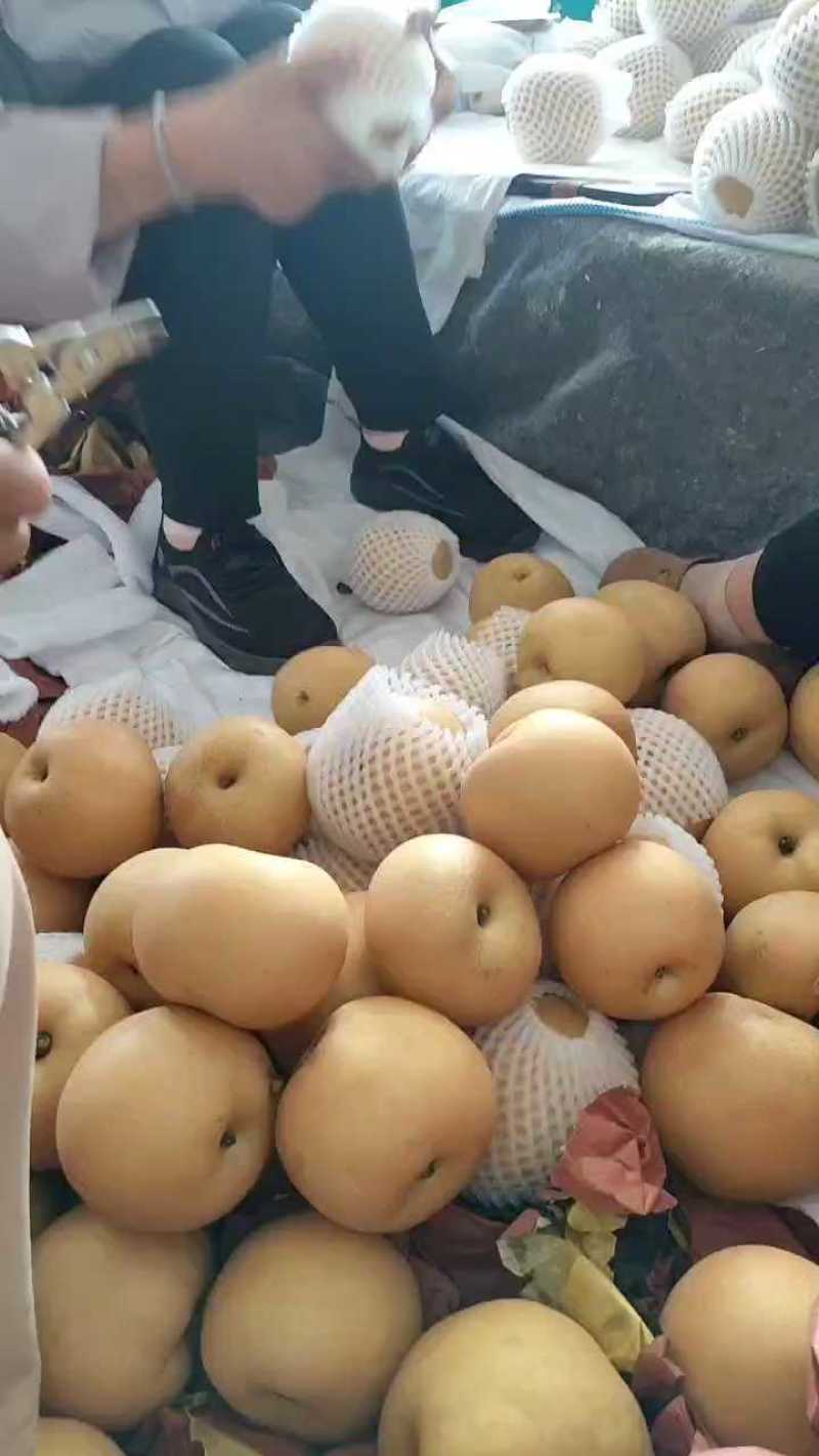砀山蜜梨大量上市，糖度13价格不高