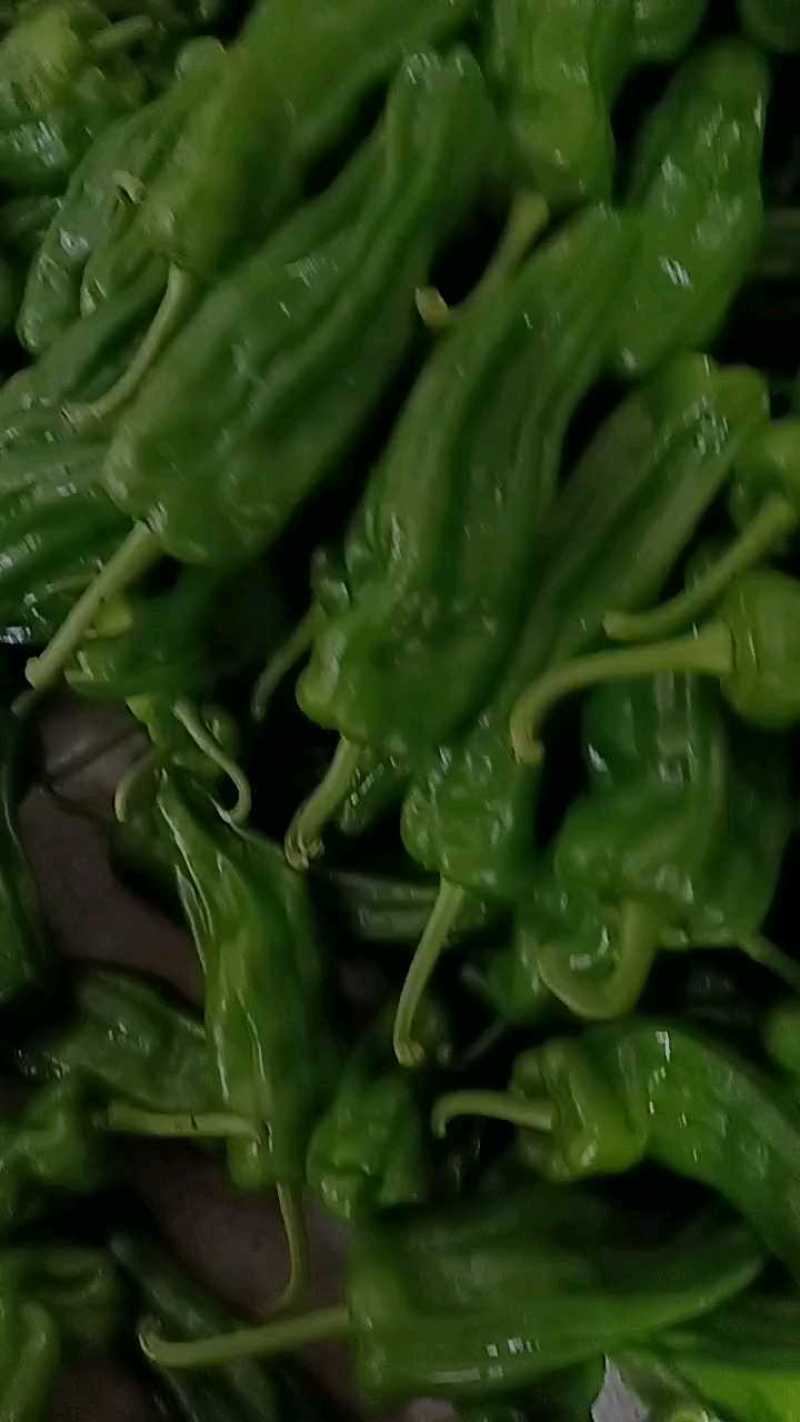 薄皮椒，芜湖椒，高山辣椒大量供应，质量保证，诚信经营