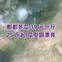 郫都区冬瓜19元一斤25斤起，瓜型圆