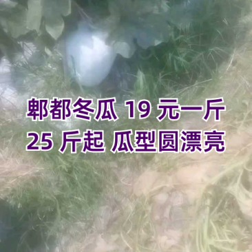 郫都区冬瓜19元一斤25斤起，瓜型圆