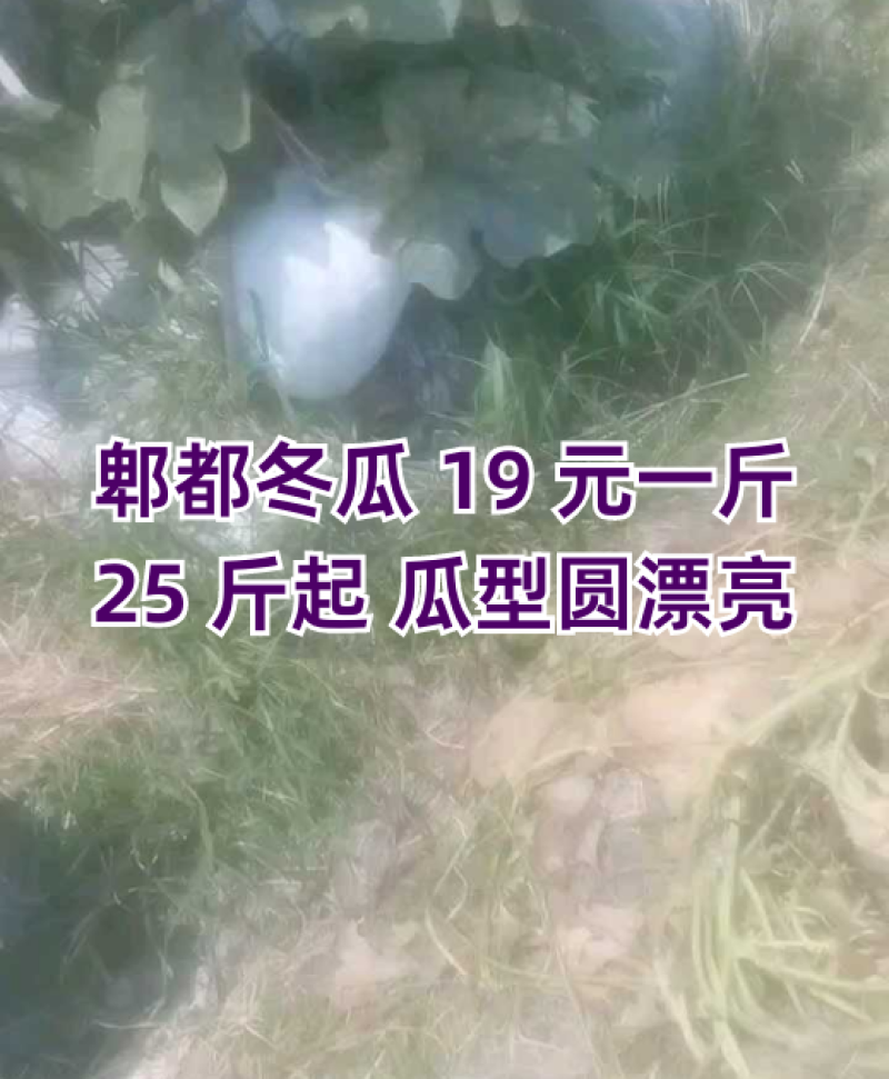 郫都区冬瓜19元一斤25斤起，瓜型圆