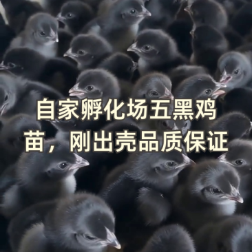 五黑鸡五黑一绿麻羽绿壳蛋鸡厂家源头基地疫苗已做完