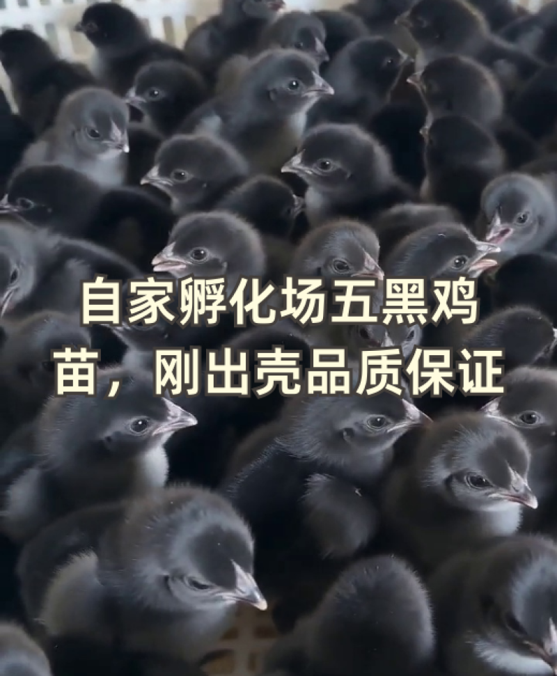五黑鸡五黑一绿麻羽绿壳蛋鸡厂家源头基地疫苗已做完