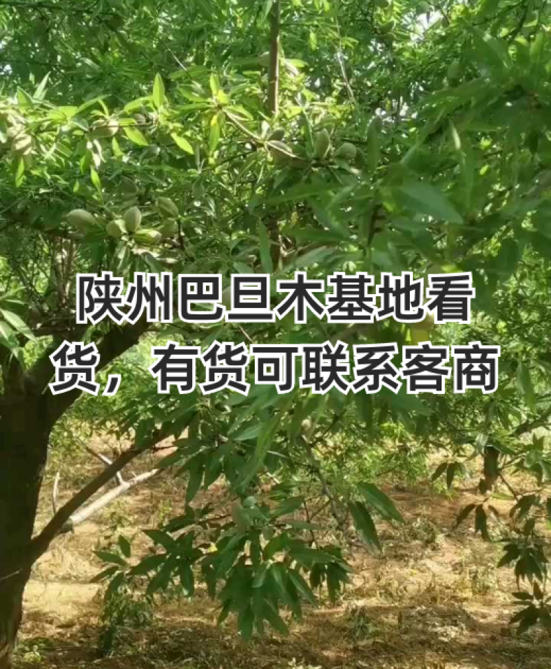 鲜巴旦木