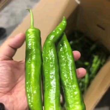 湘研55，一手货源，支持产地视频看货，欢迎订购